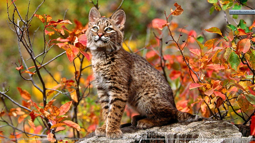 Bobcat , 40 Bobcat /Backgrounds, GuoGuiyan, bobcats HD wallpaper