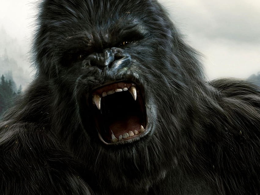 Angry posted by Ryan Mercadocute, angry gorilla HD wallpaper