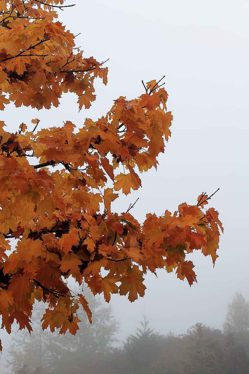 : trees, autumn, fall, color, yellow, orange, autumn oak leaves on the river HD phone wallpaper