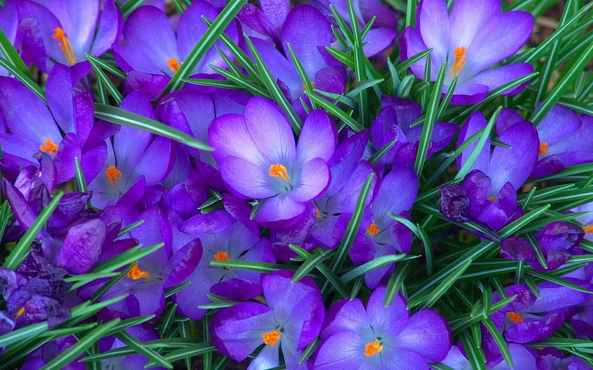 4 Purple Flowers, blue crocus flowers HD wallpaper
