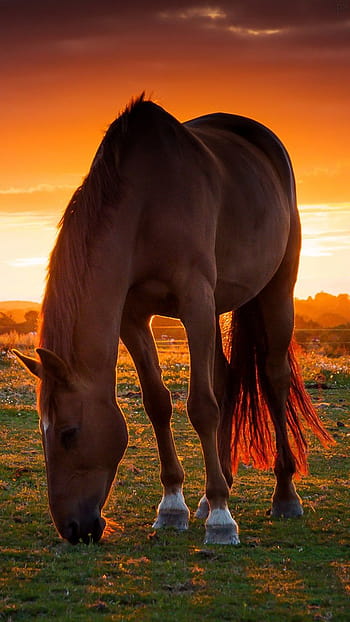 Horse old mobile cell phone smartphone wallpapers hd desktop backgrounds  240x320 downloads images and pictures