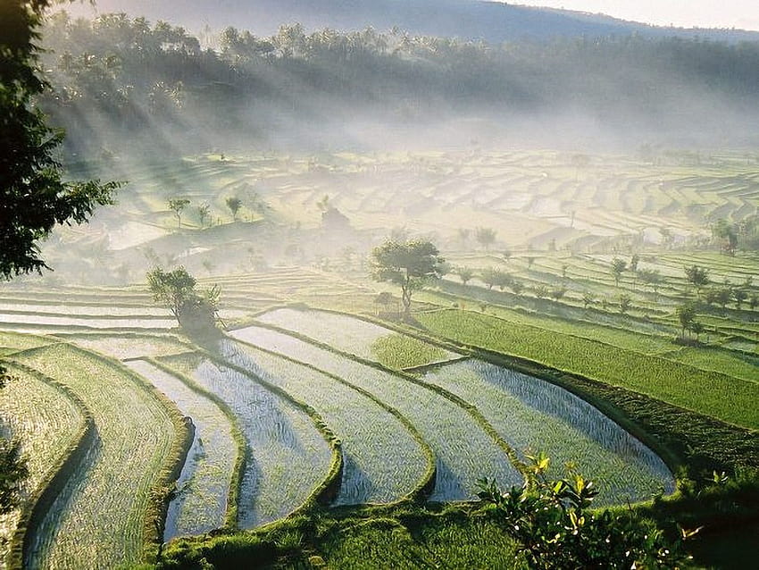Bali Pirinç Tarlaları, pirinç tarlası görünümü HD duvar kağıdı