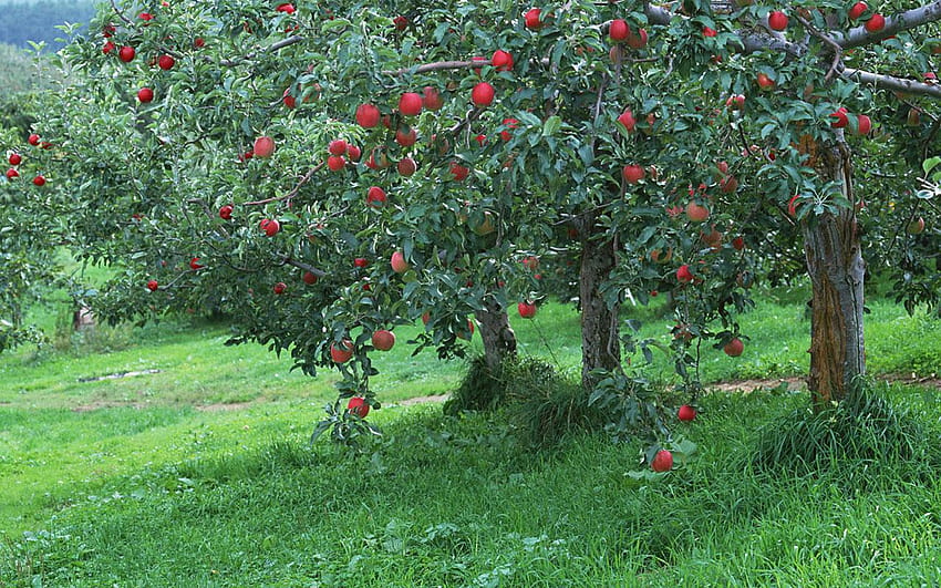 Apple orchard HD wallpaper