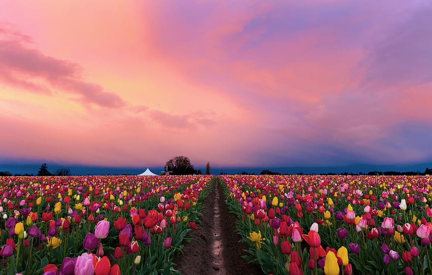 field, flowers, spring, the evening, tulips, colorful, plantation, pink sky, Tulip field , section пейзажи, tulips field HD wallpaper