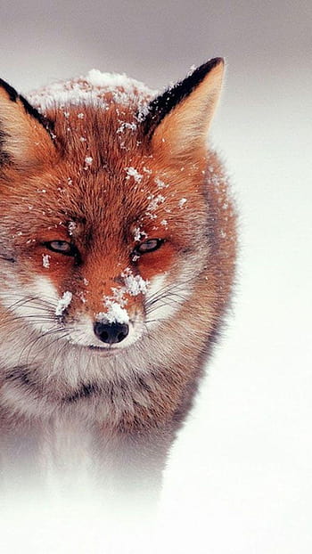 27 Cute Fox Wallpapers  WallpaperSafari