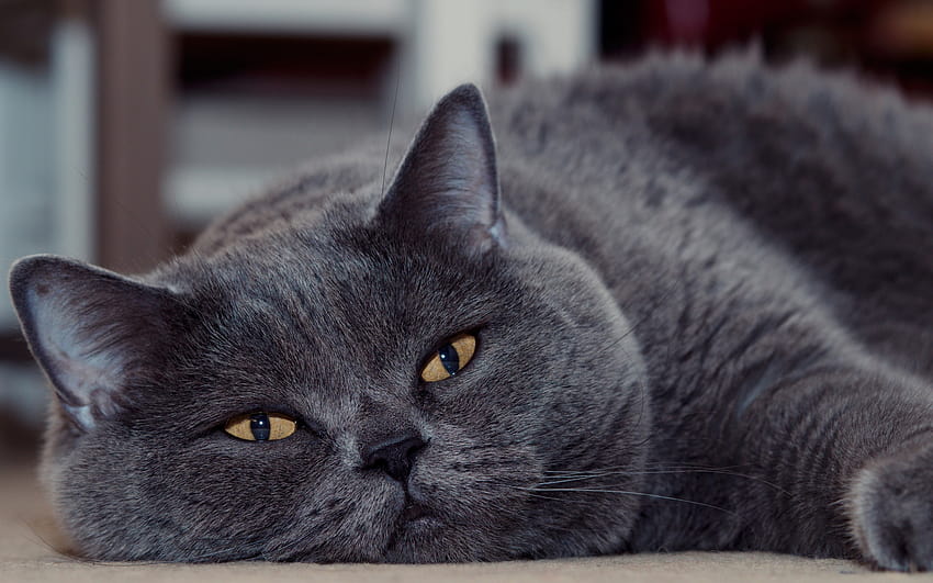 British shorthair cat, gray fluffy cat, domestic cats, cute animals, cats with resolution 2560x1600. High Quality, british cat HD wallpaper