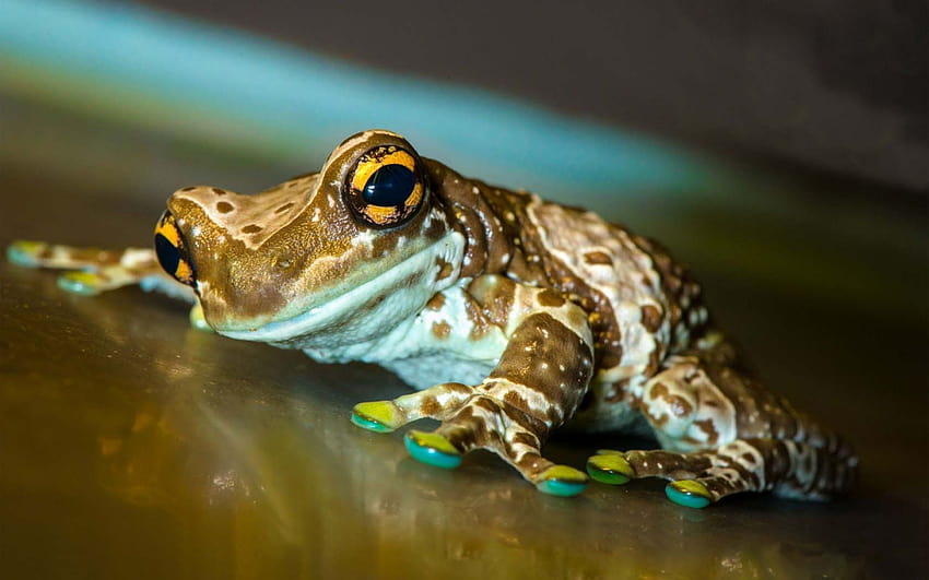 Amazing Frog HD wallpaper