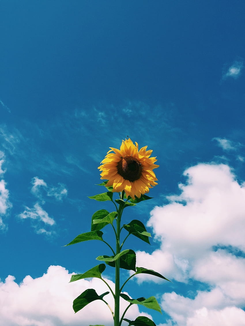4 Clouds Sunflower Aesthetic, aesthetic vintage ipad plant HD phone wallpaper