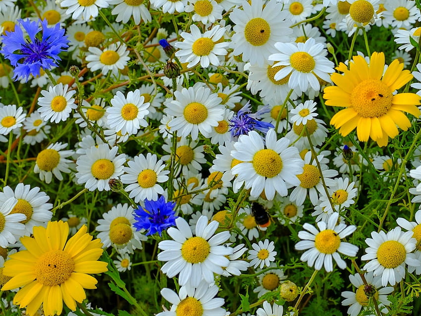 bunga,bunga,tanaman berbunga,marguerite daisy,daisy,aromatic aster,tanaman,oxeye daisy,chamomile,daisy,petal Wallpaper HD