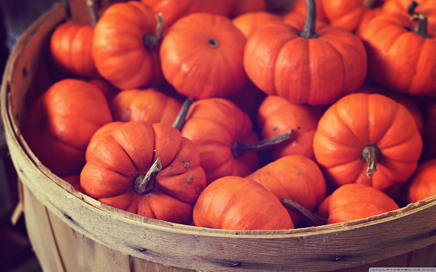 Basket Full Of Pumpkins ❤ for Ultra, pumpkins and basket HD wallpaper