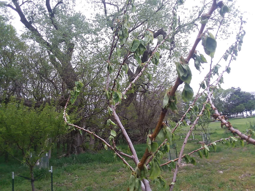 What's harming my apricot tree?, frost trees leaves branches HD wallpaper