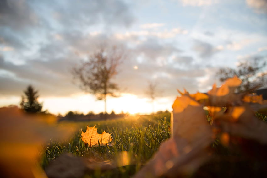 3072784 / autumn leaves, blur, blurry, branches, close up, clouds, dawn, dry leaves, dusk, field, golden hour, leaves, maple leaves, nature, sky, sun glare, sunset, trees, autumn leaves blurry HD wallpaper