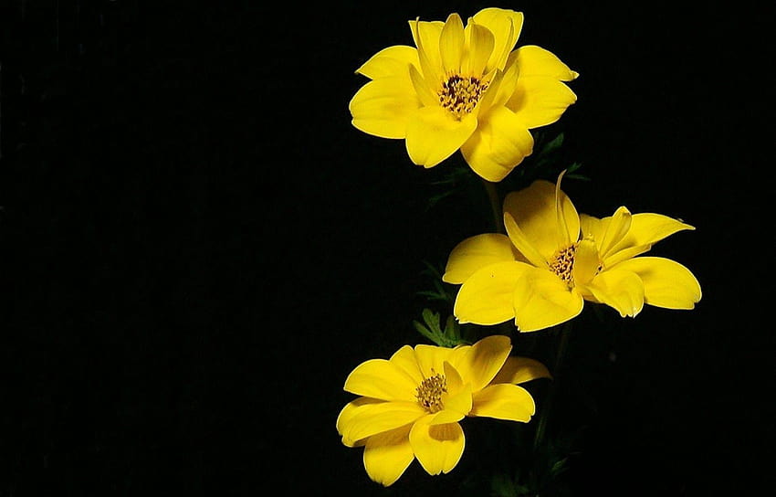 꽃 꽃 자연 세 개의 노란색 단일 ~ 꽃, 단일 꽃 HD 월페이퍼
