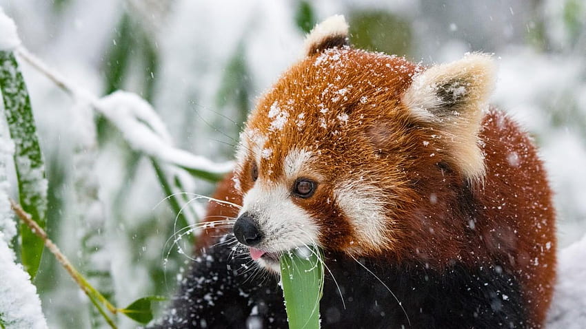 Panda Red Panda Snow Walk, pola panda merah Wallpaper HD