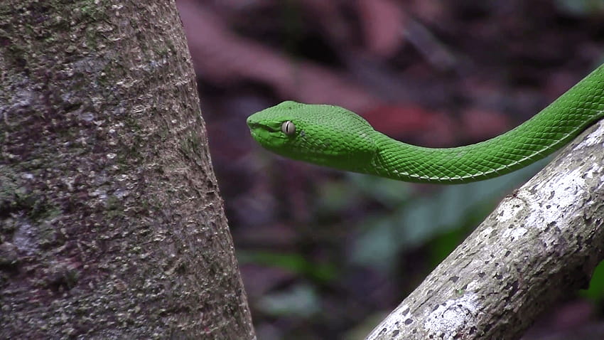 Detail of the head and neck of green venomous pit viper with bright yellow eyes from rain forest in Thailand Stock Video Footage, white lipped pit viper snake tree HD wallpaper