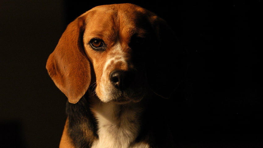 68 Beagle, beagles HD wallpaper