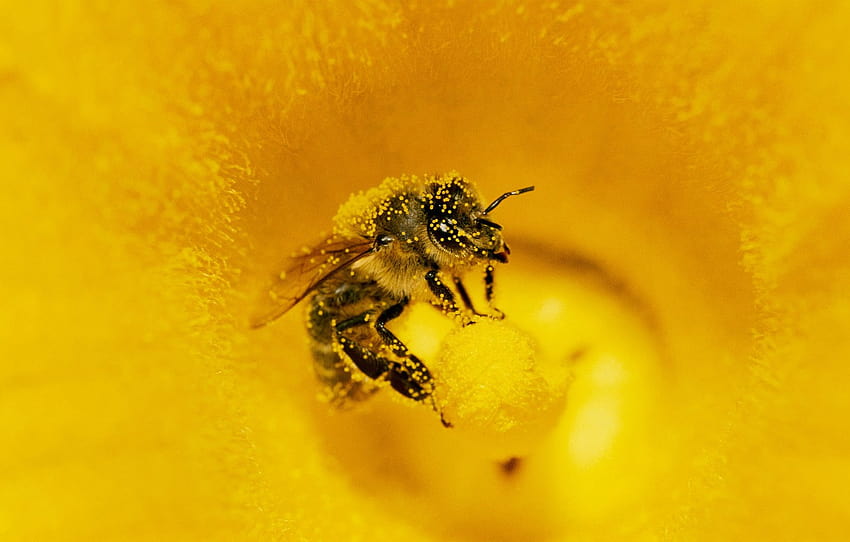 цвете, пчела, прашец, насекомо, раздел макро HD тапет