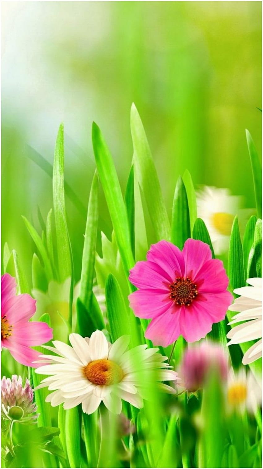 10 Solid Evidences Attending Spring Flowers Is Good For Your Career Development, solid spring HD phone wallpaper