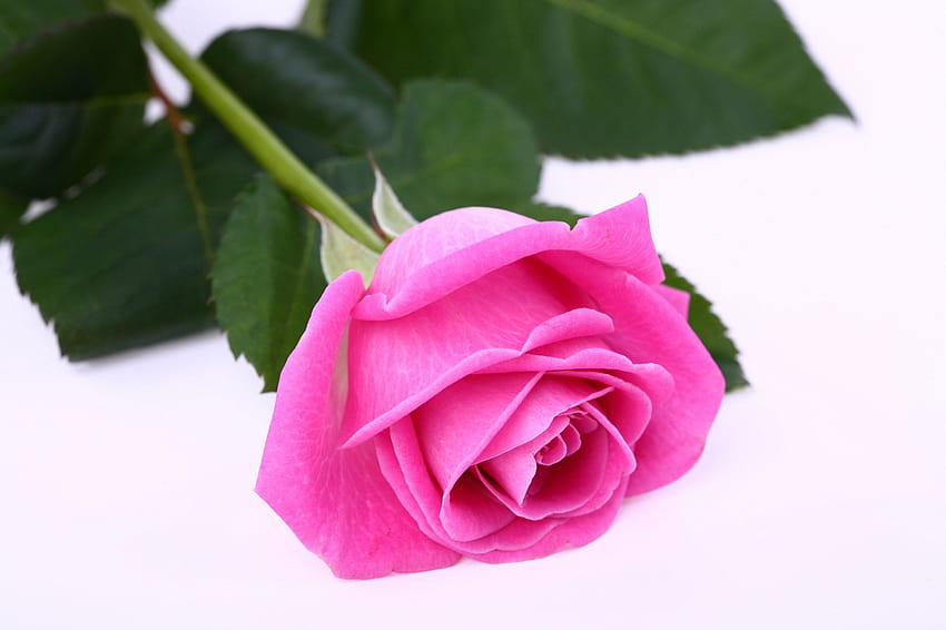 Pink Roses, beautiful pink rose HD wallpaper | Pxfuel