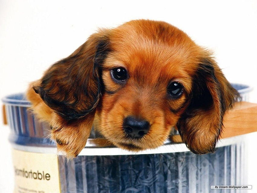 Miniature Daschund. Reasons I work from home... to get one of these, doxie puppys HD wallpaper