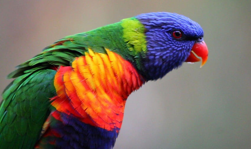 Birds: Parrot Lory Tropical Bird Birds for 16:9, lories and lorikeets HD wallpaper