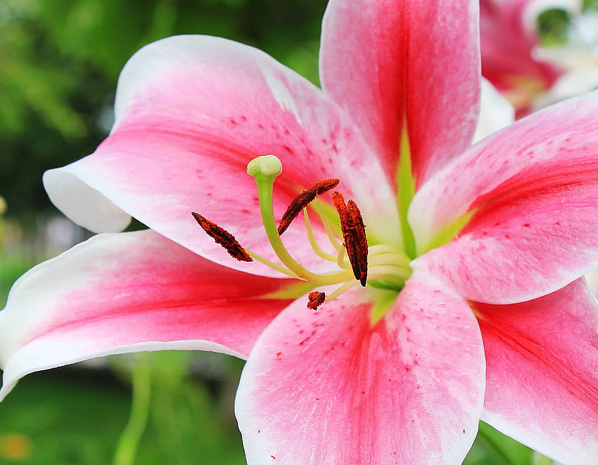 : garden, pistil, pollen, lily flower, nature, beautiful, garden of lilies HD wallpaper