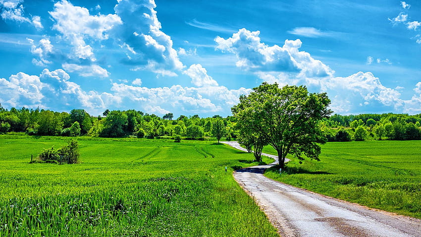 ทุ่งข้าวสาลี ถนนในชนบท ต้นไม้ ท้องฟ้าสีครามกับเมฆสีขาว ฤดูใบไม้ผลิสีเขียว : 13 วันในฤดูร้อนของประเทศ วอลล์เปเปอร์ HD