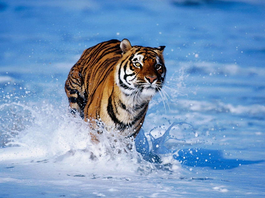 dan Gambar Harimau Berukuran Besar, gambar macan 3d Sfondo HD