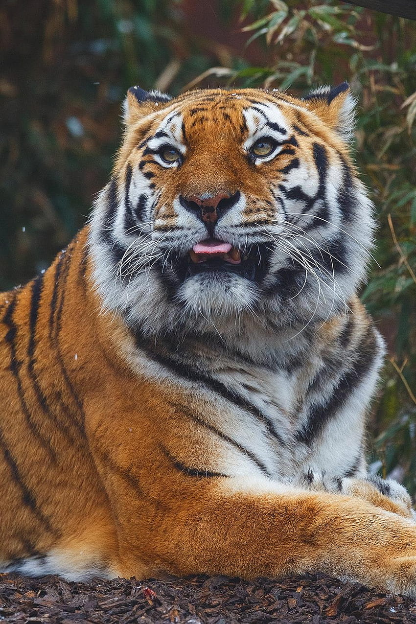 50 Cara de tigre [], retrato de tigre fondo de pantalla del teléfono