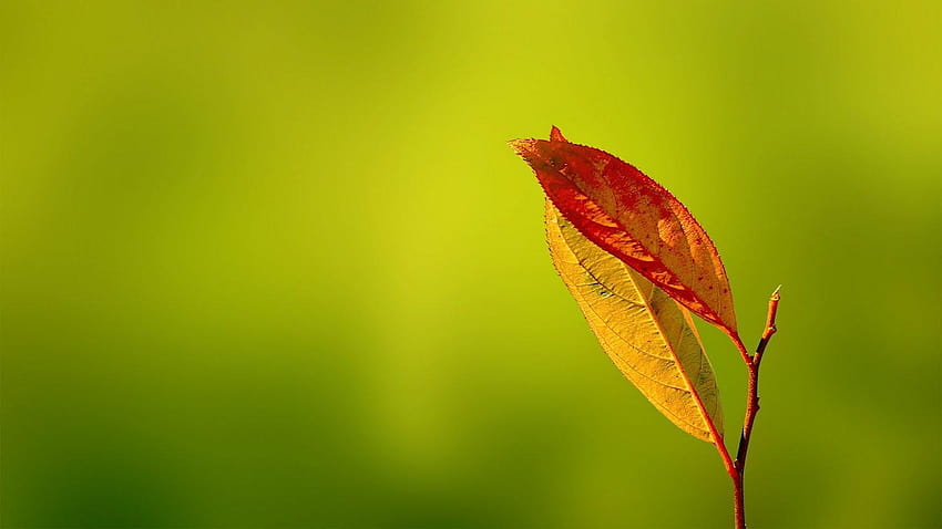 Leaf HD wallpaper | Pxfuel