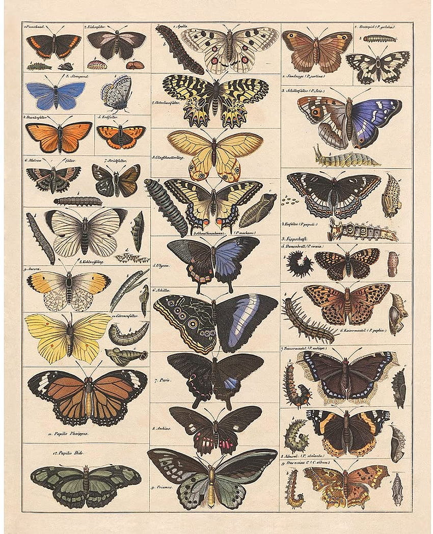 Meishe Art Poster Print Vintage Motyle Owady Rasy motyli Identyfikacja gatunków Tabela referencyjna Pop Classroom Club Dekoracje ścienne do domu: plakaty i druki, vintage motyl Tapeta na telefon HD