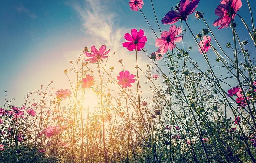 field, summer, the sun, flowers, summer, pink, field, pink, flowers, cosmos , section цветы, summer floral sun HD wallpaper