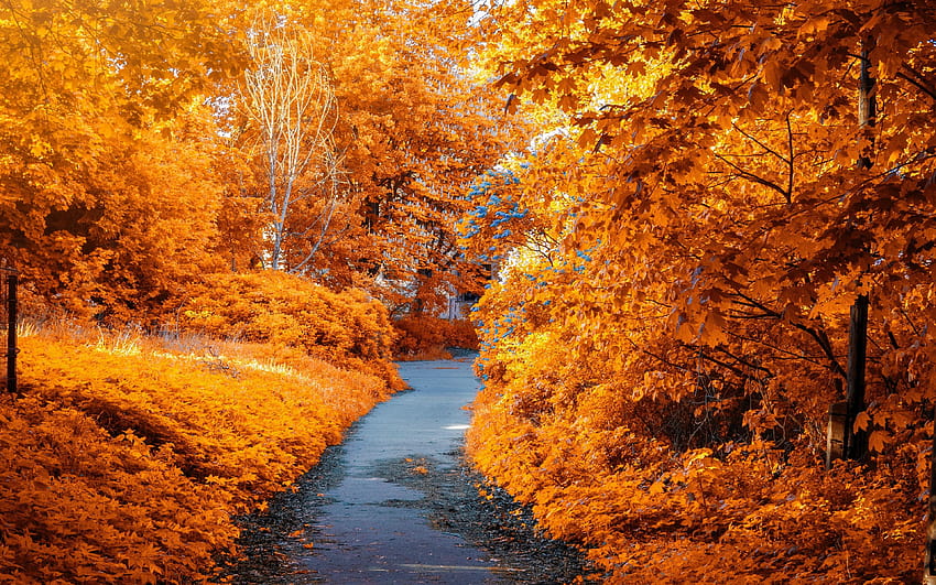 3840x2400 park, trees, foliage, autumn, pathway, leaves, ultra 16:10 ...