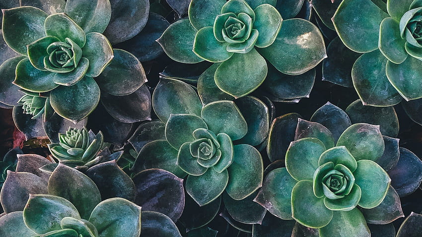 Aeonium plants, , Nature HD wallpaper