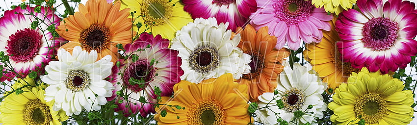 Panoramic Flowers Colors – wall murals online – wall, panoramic spring HD wallpaper