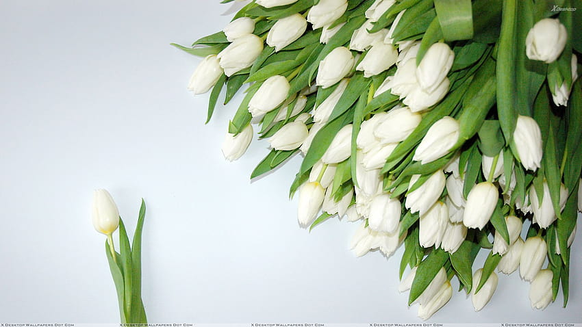 A Bunch Of White Tulips HD wallpaper