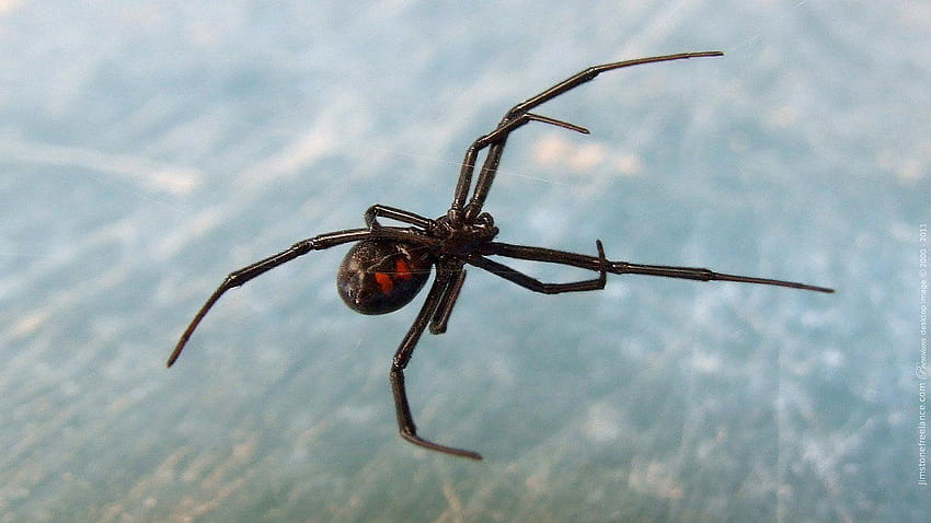 Jimstonelance, laba-laba janda hitam Wallpaper HD