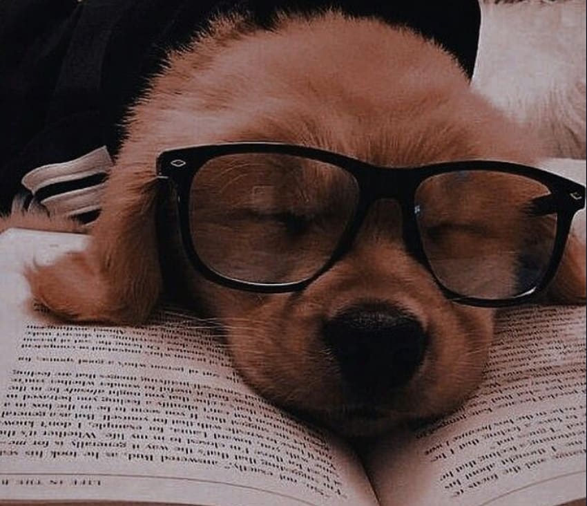 cute, dog, eyeglasses, book HD wallpaper