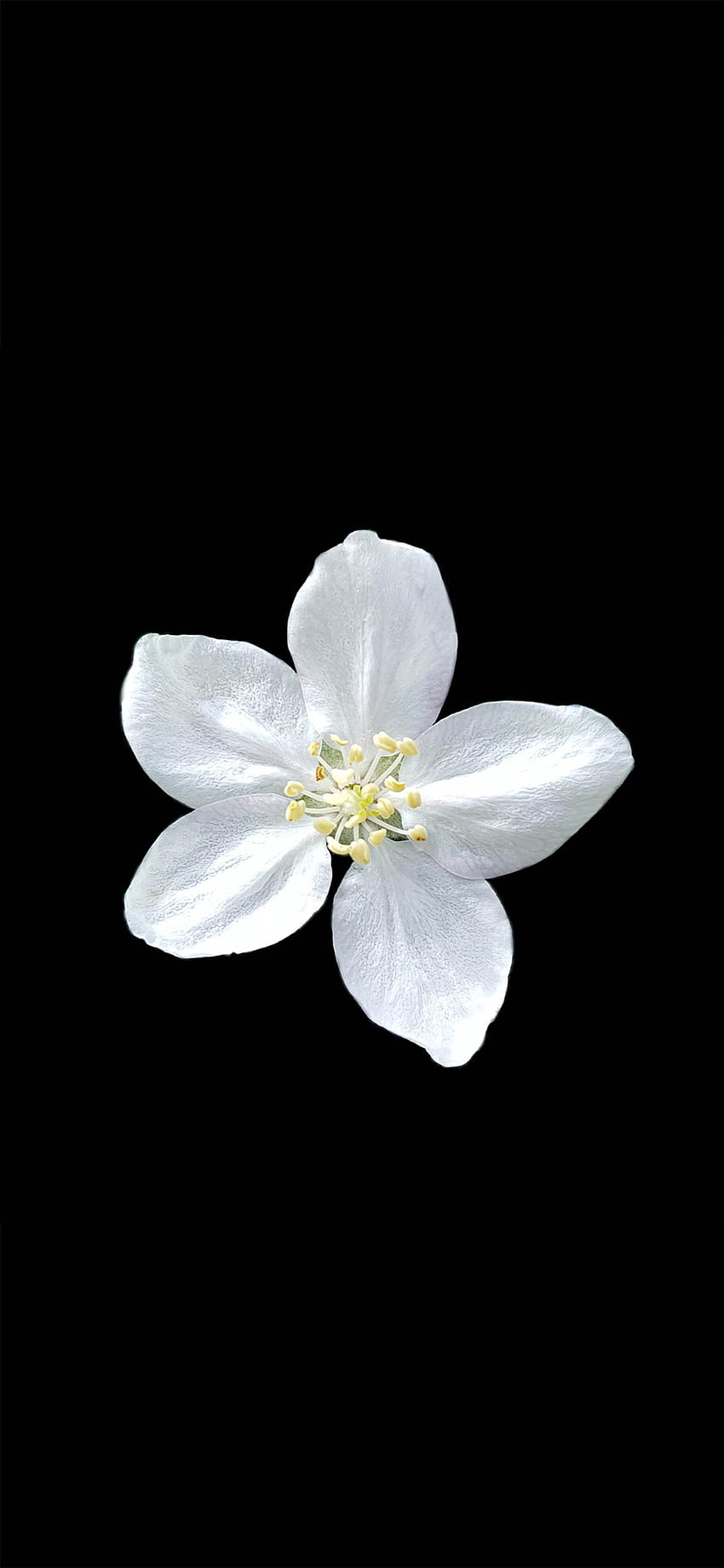 Anemone nemorosa Amoled, flower amoled HD phone wallpaper