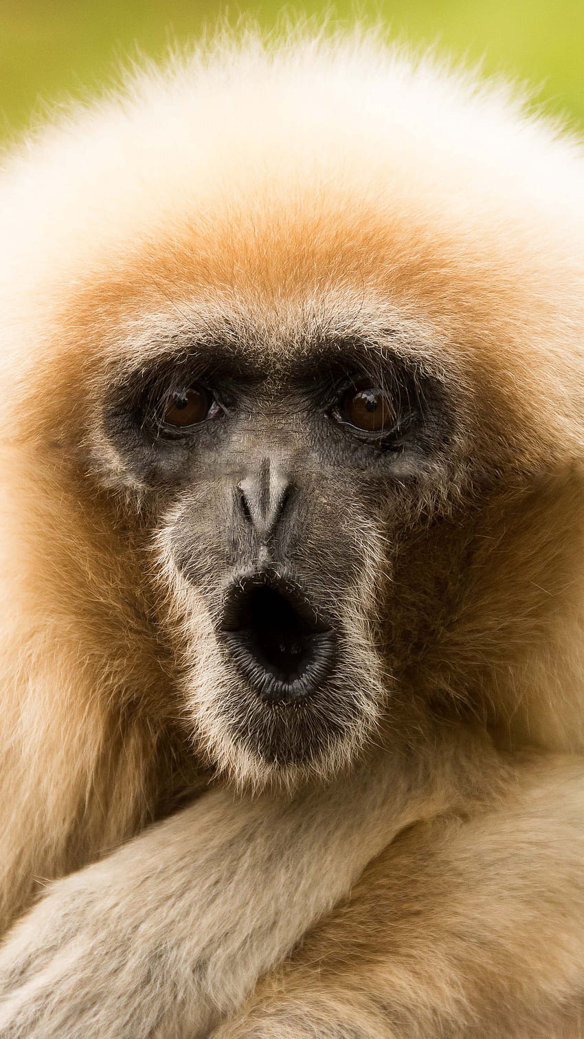 Gibbon Wallpaper APK for Android Download