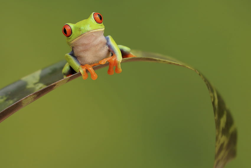 28 Excellent Frog, amazing frog HD wallpaper