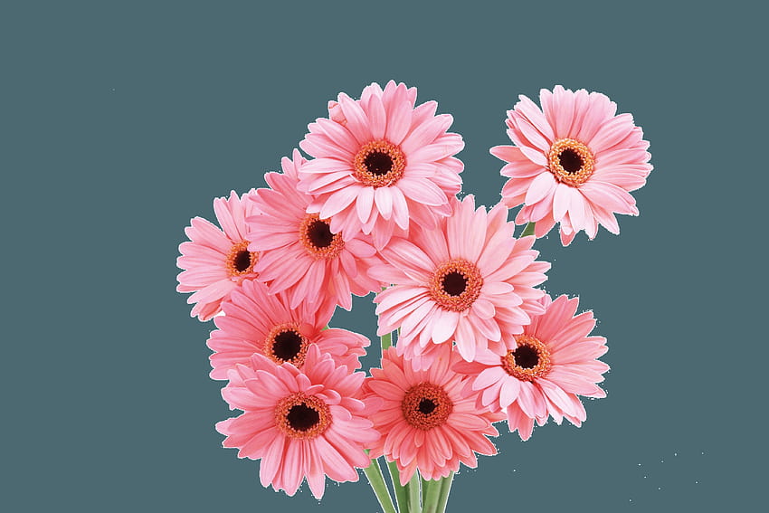 Premium Vector  Background with pink daisy flowers illustration
