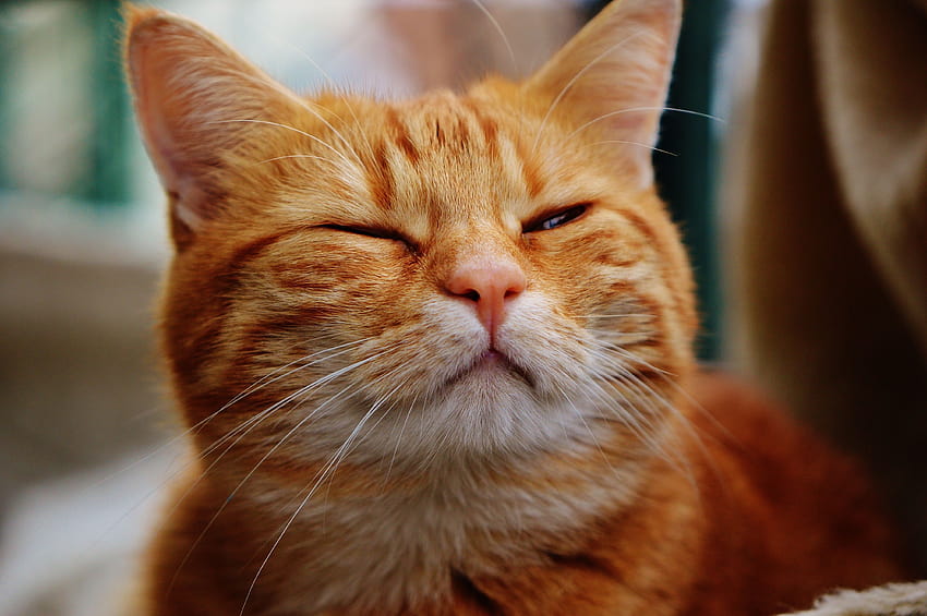 pomarańczowy pręgowany kot Peakpx [4512x3000] na telefon komórkowy i tablet, pomarańczowe koty Tapeta HD