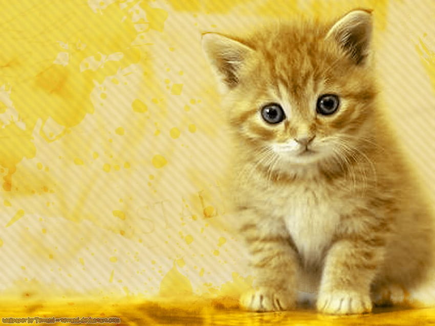 Cat , Cute cat , Kitten, yellow cat HD wallpaper