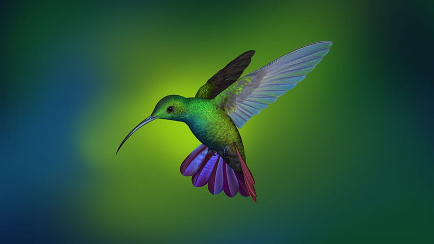Hummingbird, Deepin OS, Arch Linux, Stock, Animals, animal hummingbird HD wallpaper