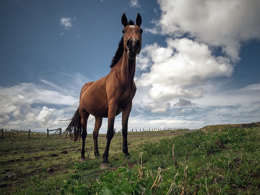 Horses. Easter Island, Chile HD wallpaper | Pxfuel