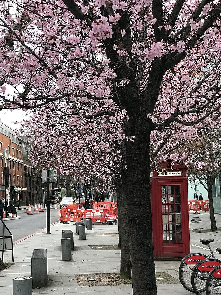 United Kingdom, London, Trees, Pay Phone, Cherry Blossoms, spring london HD phone wallpaper