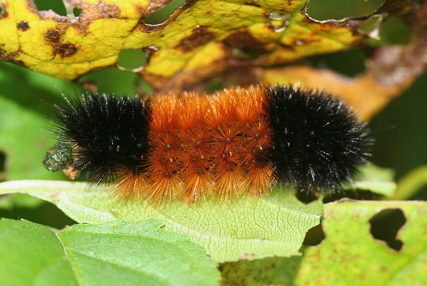 Black Caterpillar with and Identification Guide, isabella tiger moth caterpillars HD wallpaper