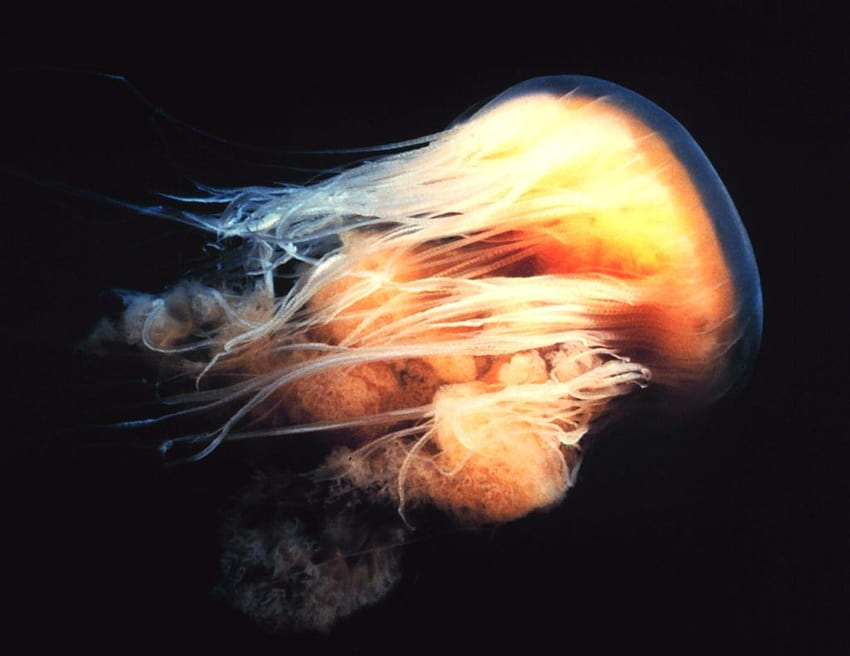 Careful now! This is your easy Jellyfish Identification Guide, lions mane jellyfish HD wallpaper