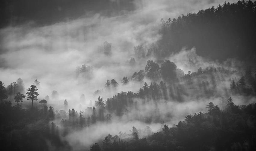 505016 2048x1206 fog, smoke, mist, morning, dark, cloudy, monochrome landscape HD wallpaper
